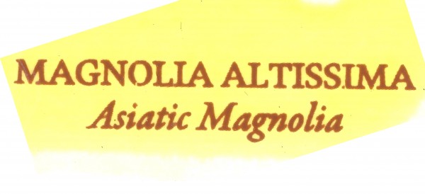 매그놀리아(Magnolia)2.jpg